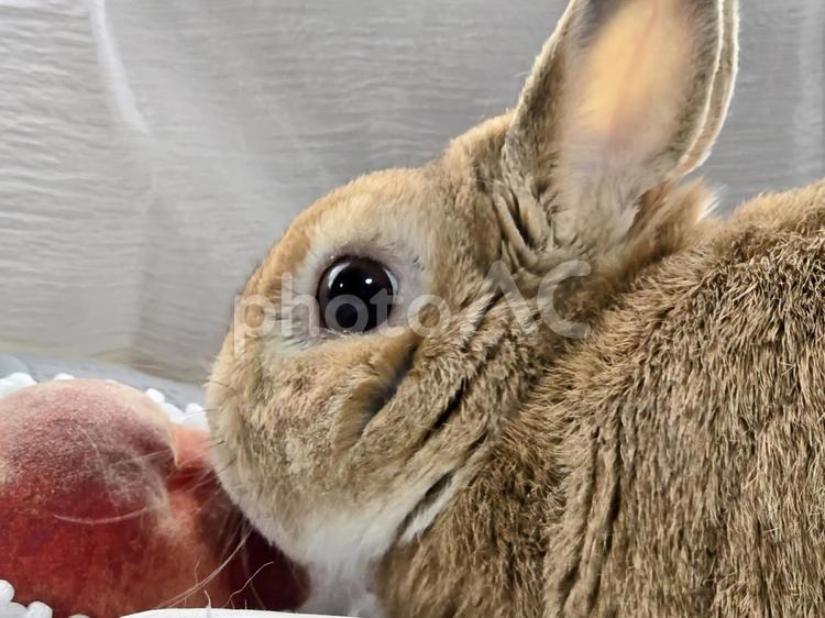 うさぎと桃 うさぎ,ウサギ,草食動物の写真素材