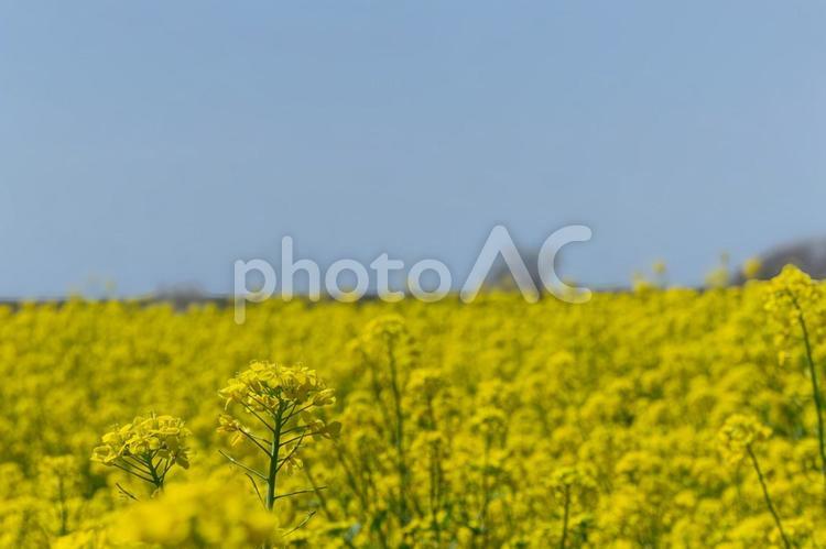 関宿城の菜の花 菜の花,3月,4月の写真素材