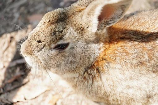 広島 大久野島 うさぎ島のうさぎ9 広島 大久野島 うさぎ島のうさぎ9 うさぎ,兎,卯の写真素材