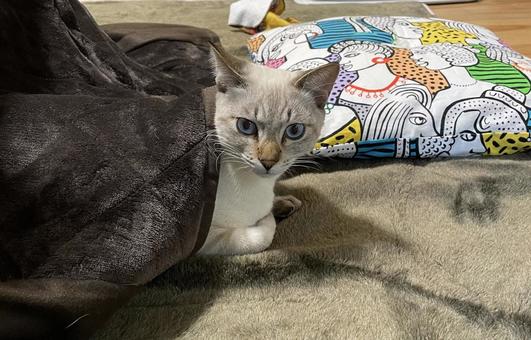 この冬も、こたつと猫と私 こたつ猫,猫のいる暮らし,ねこすたぐらむの写真素材