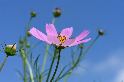コスモス街道で撮ったコスモスの花 コスモス,秋,栽培の写真素材