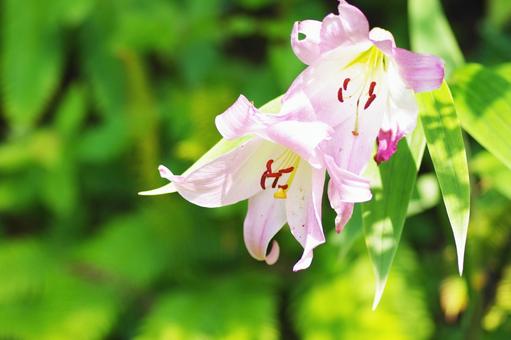 ユリ ユリ,花,植物の写真素材