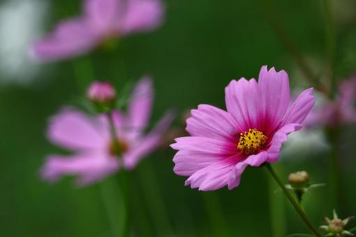 秋風に揺れて咲く コスモス,秋桜,花の写真素材