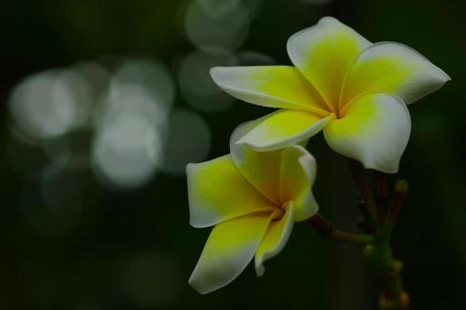 プルメリア　熱帯の花　夏の花 プルメリア,熱帯の花,夏の花の写真素材