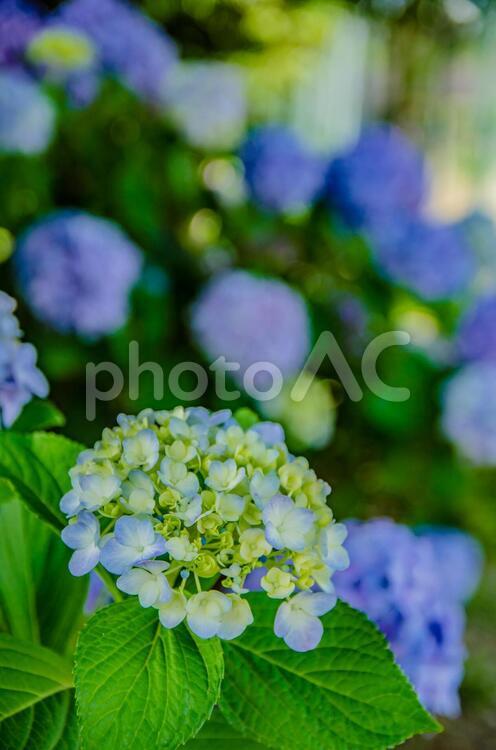 あじさい、アジサイ、紫陽花 紫陽花,あじさい,アジサイの写真素材