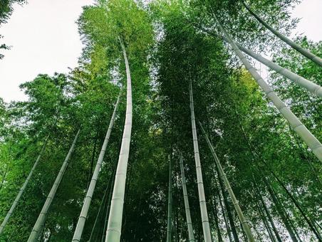 竹林 竹林 竹,竹林,バンブーの写真素材
