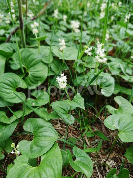 マイヅルソウ／舞鶴草（花） 縦,花,葉の写真素材