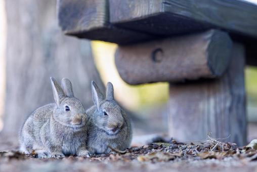 The rabbits of Okunoshima, JPG