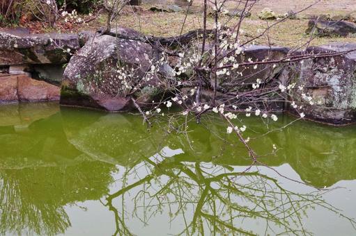 池の上に咲く梅の木の花 池の上に咲く梅の木の花の写真