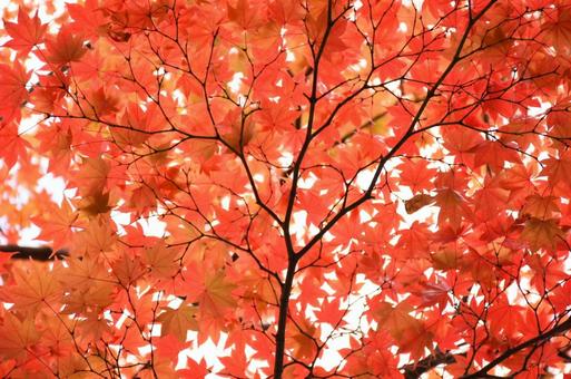 真っ赤な紅葉 真っ赤な紅葉の写真