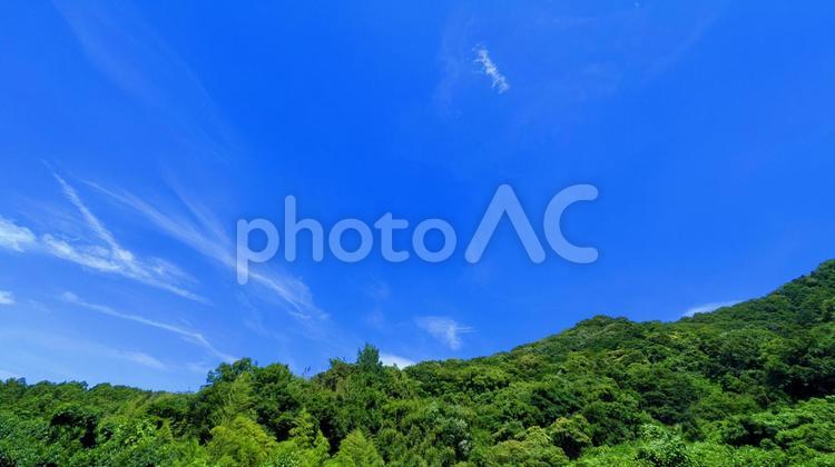 緑と青空-02 風景,木,素材の写真素材