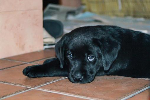 寝そべってこちらを向くラブラドールの子犬 寝そべってこちらを向くラブラドールの子犬 ラブラドールレトリバー,黒ラブ,ラブラドールの写真素材