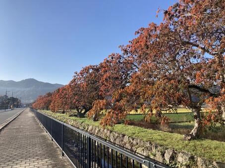 柳坂曽根のハゼ並木 ハゼ,櫨,福岡県久留米市の写真素材