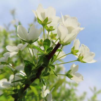 Spiraea thunbergii (Snow Willow), JPG Spiraea thunbergii (Snow Willow), JPG