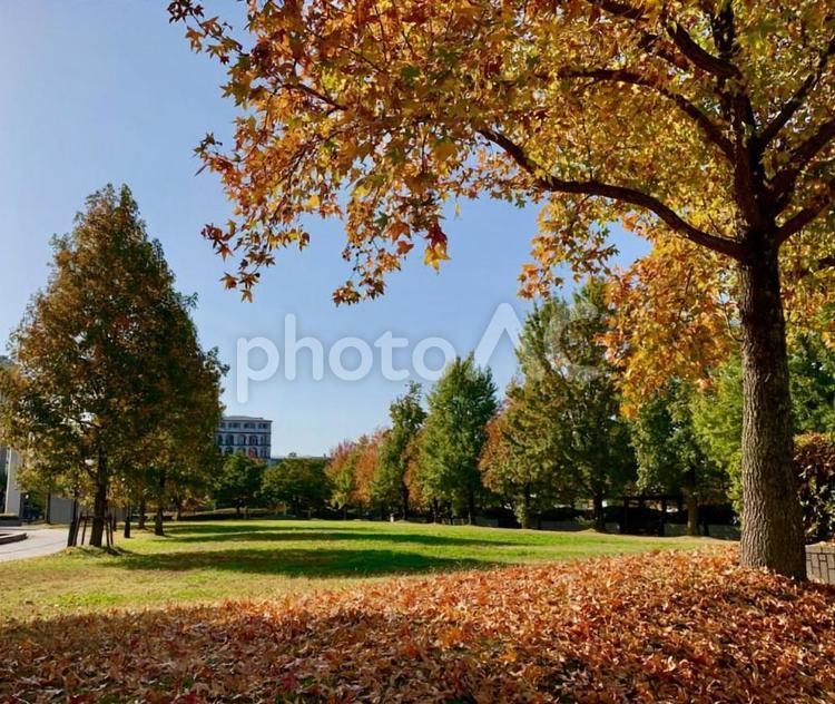 秋晴れの風景 秋,落ち葉,しっとりの写真素材