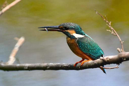 カワセミ カワセミ カワセミ,バードウォッチング,野鳥の写真素材