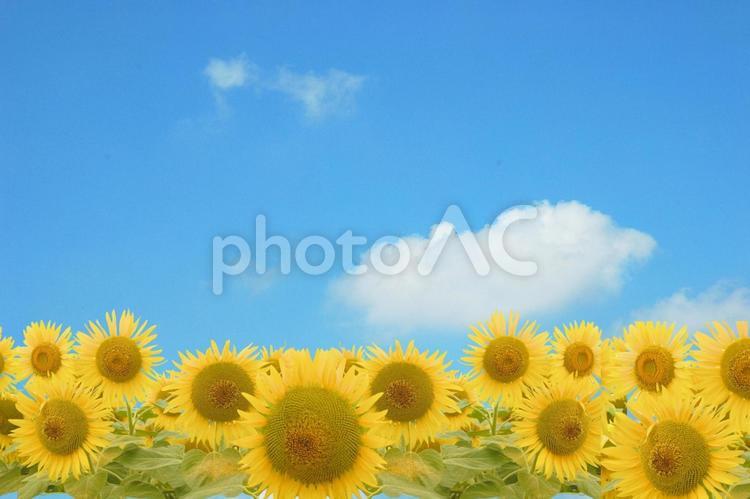 ひまわりの背景素材 ひまわり,背景,タイトルの写真素材