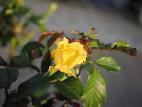 バラ園にて黄色い薔薇を撮りました バラ園にて黄色い薔薇を撮りましたの写真