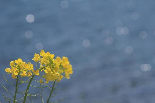 四万十川のほとりで咲く菜の花 四万十川のほとりで咲く菜の花 四万十川,菜の花,川の写真素材