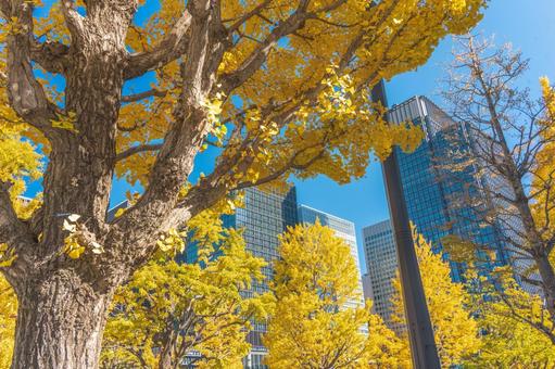 丸の内の高層ビル群とイチョウ並木 丸の内の高層ビル群とイチョウ並木 四季の写真,銀杏,銀杏並木の写真素材