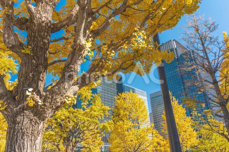 丸の内の高層ビル群とイチョウ並木 四季の写真,銀杏,銀杏並木の写真素材