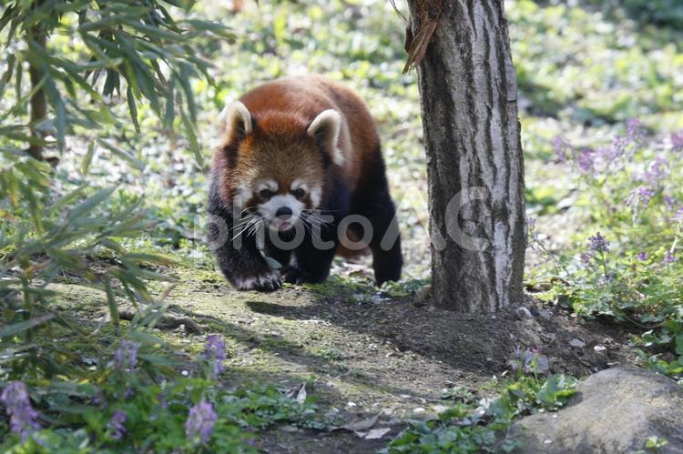 お散歩たのしいレッサーパンダ レッサーパンダ,動物,アニマルの写真素材