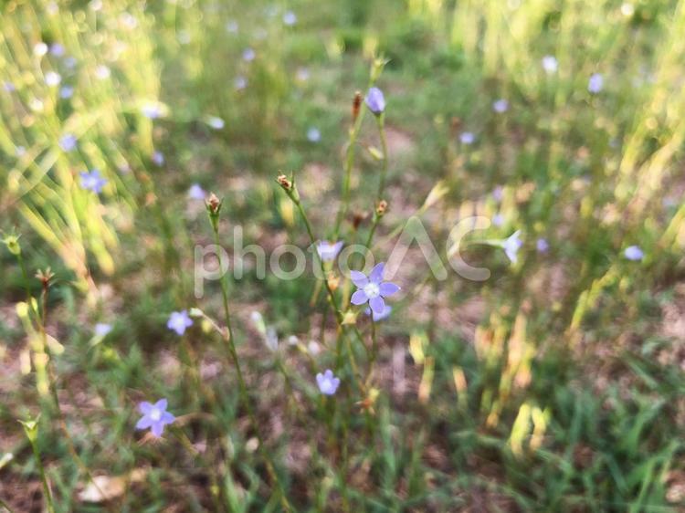 野花　小さい　接写 野花,花,ボタニカルの写真素材
