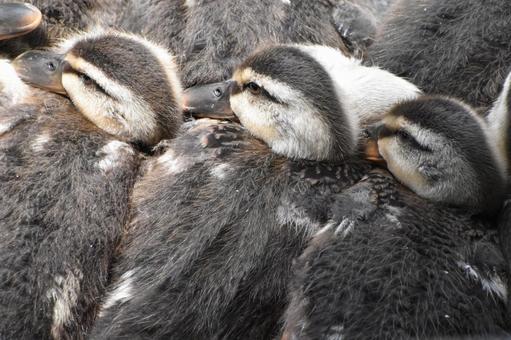 身を寄せ合って温め合う鴨の家族 鴨,鳥,密集の写真素材