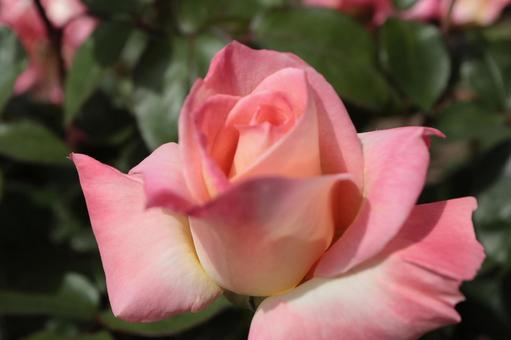 バラ園にて綺麗な薔薇を撮りました バラ園にて綺麗な薔薇を撮りました 花,薔薇,自然の写真素材