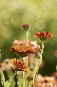 オレンジ色の花 オレンジ色の花の写真