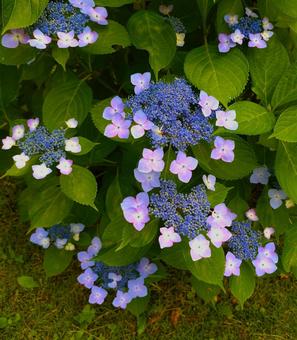 フラワーガーデン2025の写真