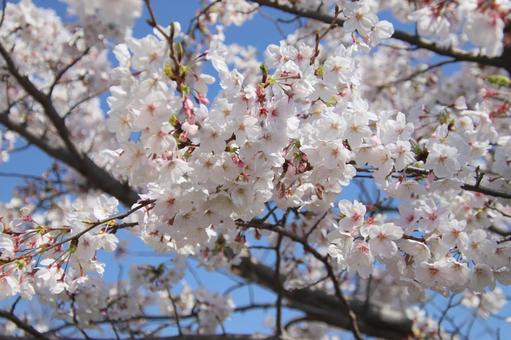 Cherry blossoms in full bloom, JPG Cherry blossoms in full bloom, JPG