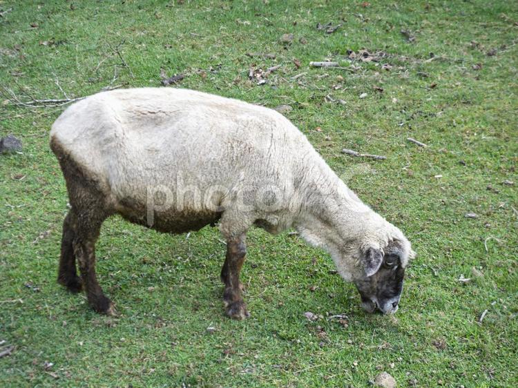 草を食む羊の姿 草を食む羊の姿 羊,牧場,草を食べるの写真素材