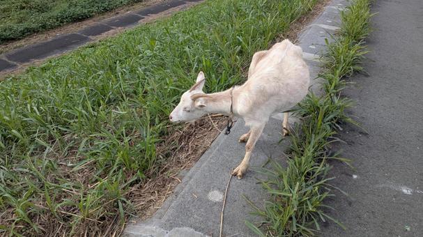 ヤギ ヤギ,山羊,動物の写真素材