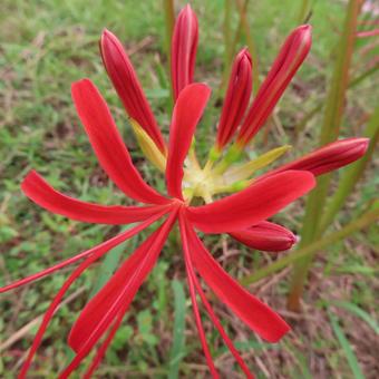 ヒガンバナ(彼岸花・曼珠沙華) ヒガンバナ(彼岸花・曼珠沙華)の写真