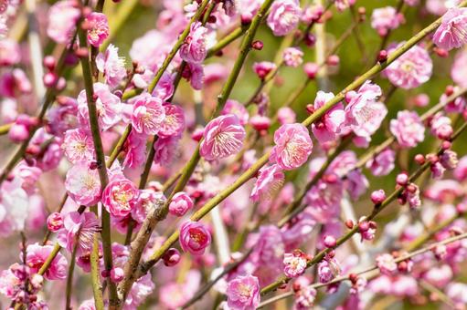 梅の花 梅の花の写真