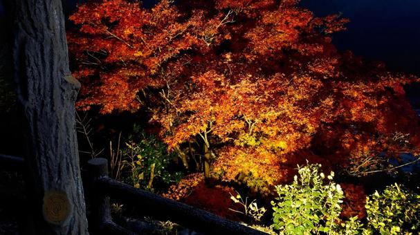 Illumination of autumn leaves at night, JPG