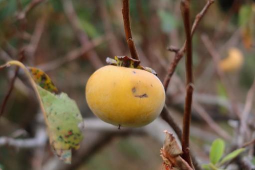 木になっている柿 カキ,柿,果物の写真素材