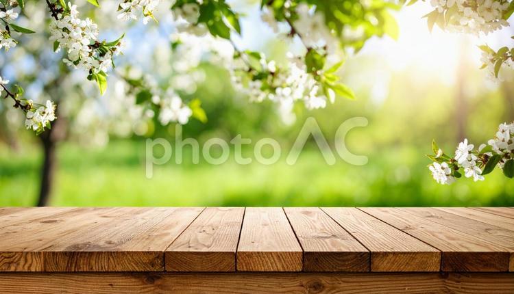 桜吹雪の舞う桜と新緑　木目のテーブル 桜,桜の木,花びらの写真素材