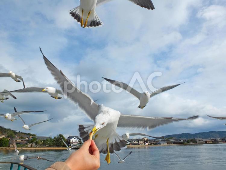 天橋立観光船でカモメに遭遇08 かっぱえびせん,カモメ,キラキラの写真素材