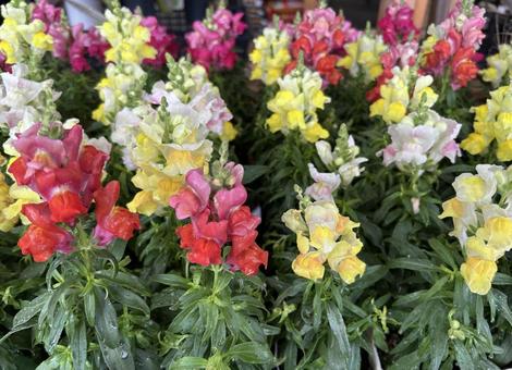 キンギョソウ① 花,キンギョソウ,カラフルの写真素材