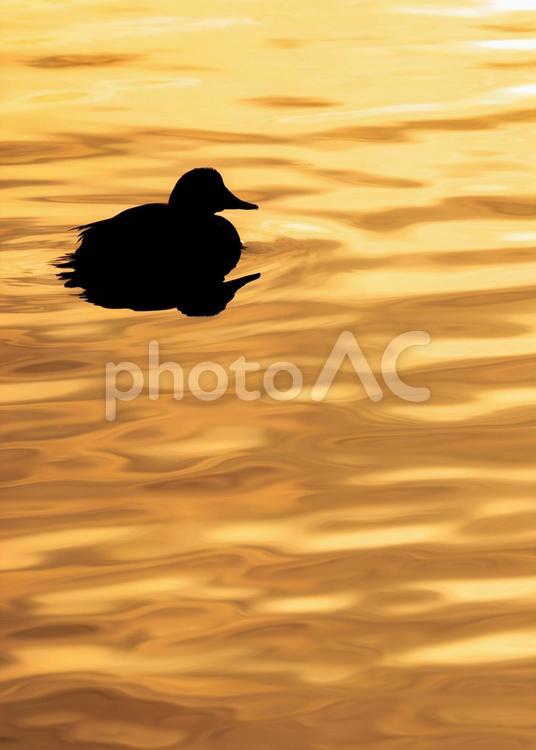 夕日に照らされて シルエット,夕日,風景の写真素材