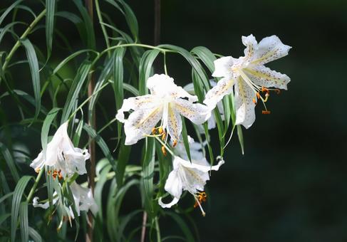 ヤマユリ ヤマユリ ヤマユリ,山百合,ユリの写真素材