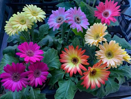 ガーベラ　花 園芸,ガーデニング,冬の写真素材