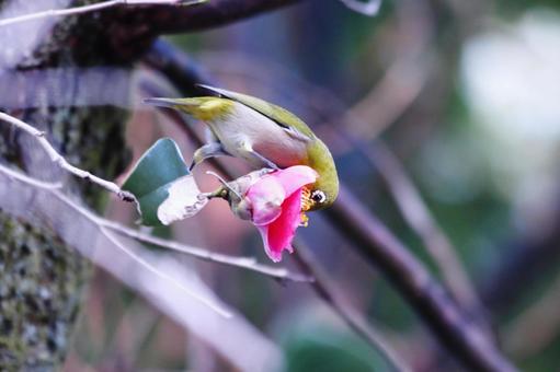 赤い椿の蜜を吸うメジロ 鳥,メジロ,花の写真素材