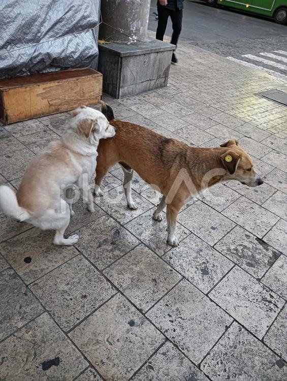 犬 犬,動物,わんこの写真素材