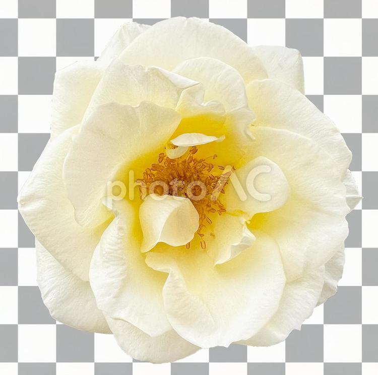 【切り抜きPSD】白い薔薇 バラ,白い,フラワーアレンジメントの写真素材