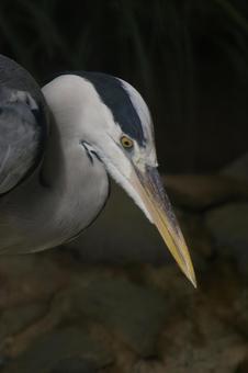 アオサギ アオサギ 鷺,ペリカン目,大型の写真素材