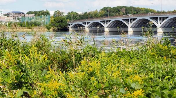 秋の手賀沼・手賀大橋&背高泡立草(柏市) 秋の手賀沼・手賀大橋&背高泡立草(柏市) 秋,手賀沼,手賀大橋の写真素材