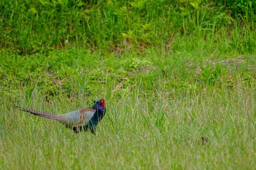 Photo, bird, pheasant, birds, 
